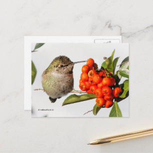 Anna's Hummingbird med Orange Pyracantha Berries Vykort