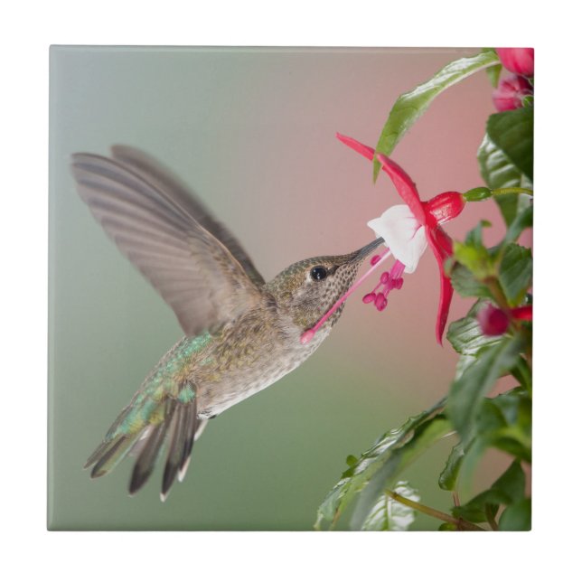Annas Hummingbird och Fuschia Kakelplatta (Framsidan)