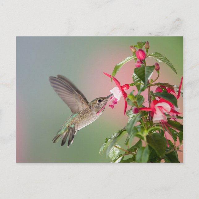 Anna's Hummingbird och Fuschia Vykort (Framsida)