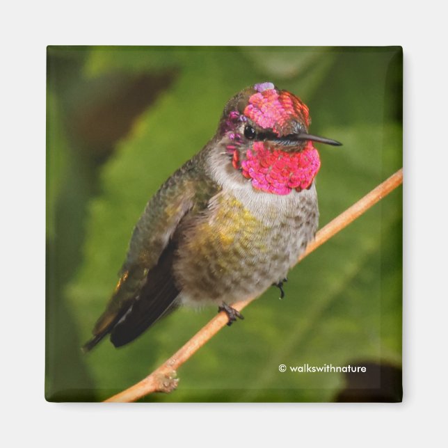 Anna's Hummingbird och Hans Rosa Gorget Magnet (Framsidan)