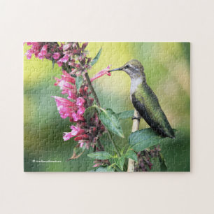 Anna's Hummingbird on the Anise Hyssop Flowers Pussel