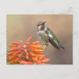 Anna's Hummingbird på Orange Aloe Blommar Vykort