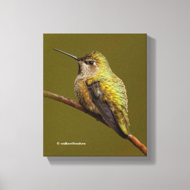 Anna's Hummingbird på Scarlet Trumpetvine Canvastryck (Framsida)