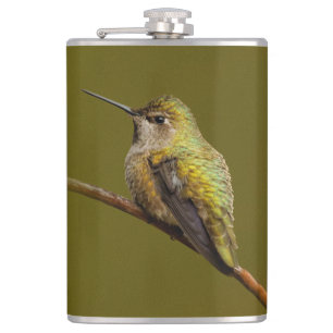 Anna's Hummingbird på Scarlet Trumpetvine Fickplunta