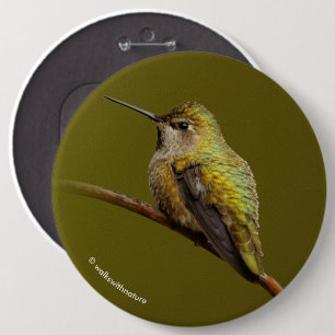 Anna's Hummingbird på Scarlet Trumpetvine Knapp