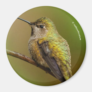 Anna's Hummingbird på Scarlet Trumpetvine Magnet