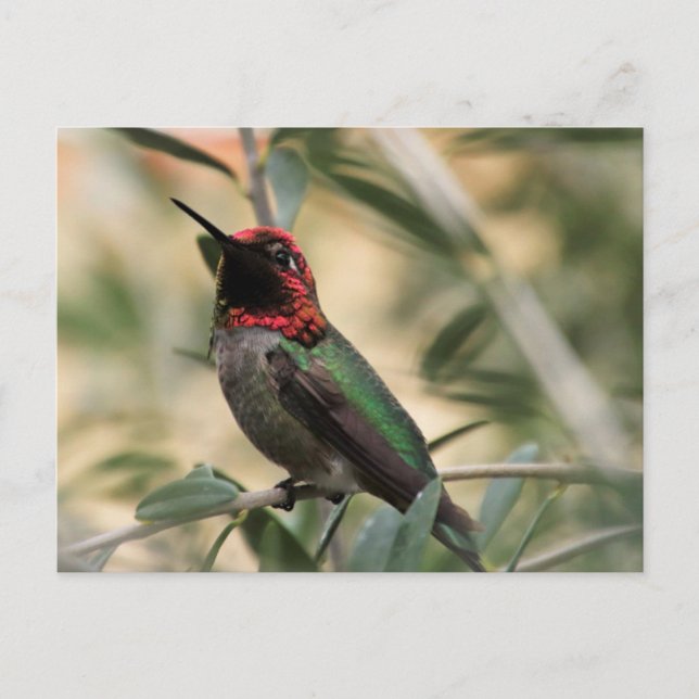 Anna's Hummingbird Photo Vykort (Framsida)