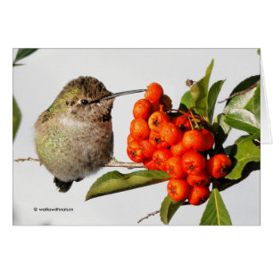 Anna's Hummingbird Poses med Pyracantha Hälsningskort