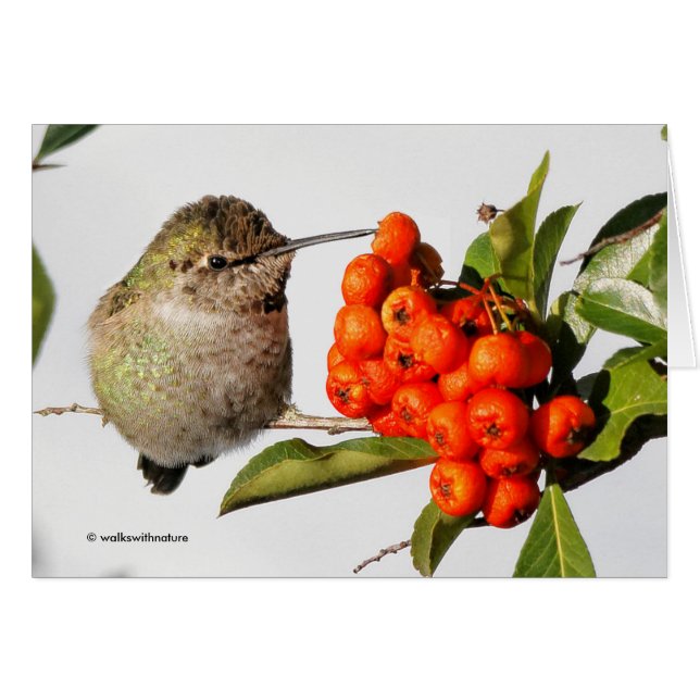 Anna's Hummingbird Poses med Pyracantha Hälsningskort (Framsidan Horizontal)