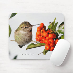Anna's Hummingbird Poses med Pyracantha Musmatta
