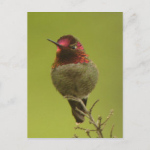 Anna's Hummingbird Postcard Vykort