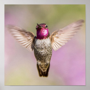 Anna's Hummingbird Snygg Rosa, Lila och Grönt Poster