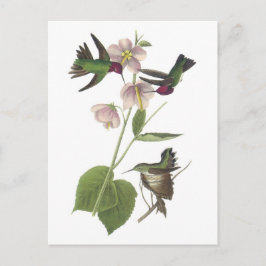 Annas Hummingbird vid Audubon Vykort