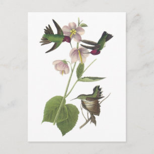 Annas Hummingbird vid Audubon Vykort