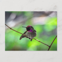 Anna's Hummingbird Vykort