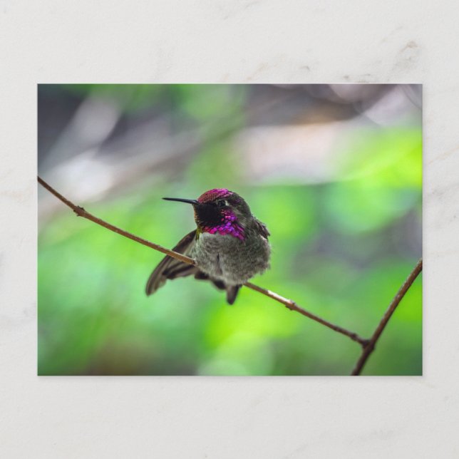Anna's Hummingbird Vykort (Framsida)