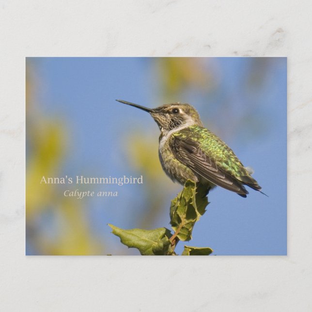 Anna's Hummingbird Vykort (Framsida)