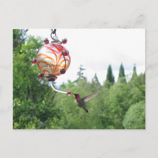 Anna's Hummingbird Vykort