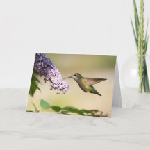 Anna's Kolibri Blank Julkort