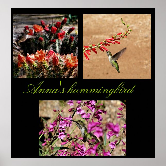 Anna's kolibri collage tryck... poster (Framsidan)
