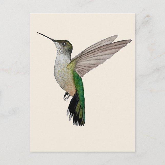 Annaskolibri Vykort (Framsida)
