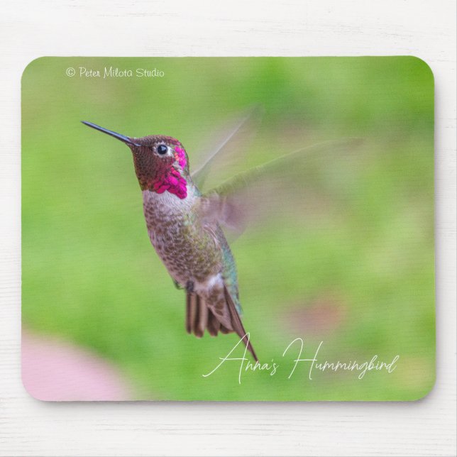 Annastrupig kolibri musmatta (Framsidan)