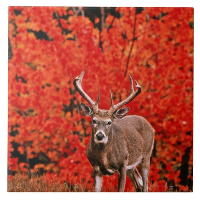 Annat allmänningnamn: Virginia hjort. Nära sjön Kakelplatta (Framsidan)