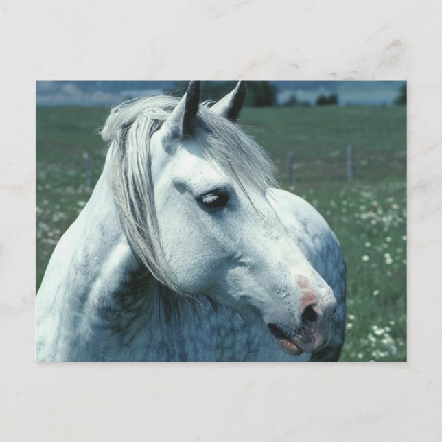 Annat Grått i blommad pastor Vykort (Framsida)