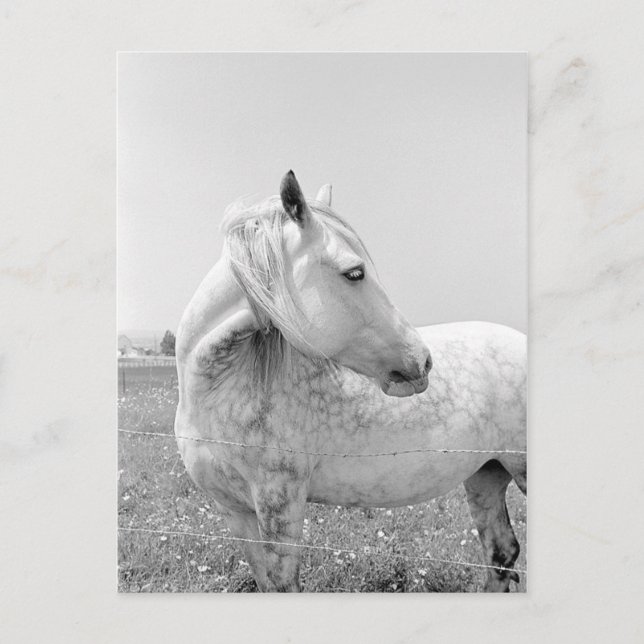 Annat Grått på betesmark Vykort (Framsida)