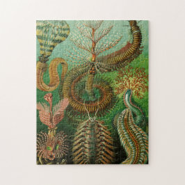 Annelids av Ernst Haeckel Pussel