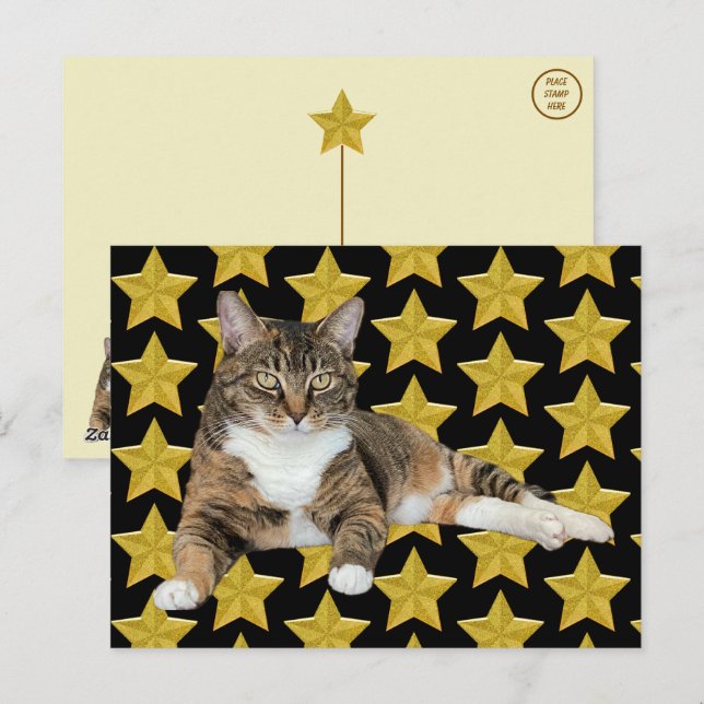 Annie's Star : Cat Postcard Vykort (Fram/baksida)