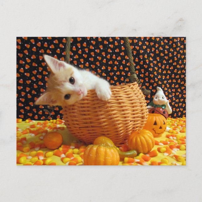 Annie's Sweet Halloween - Cat / Kitten Postcard Vykort (Framsida)