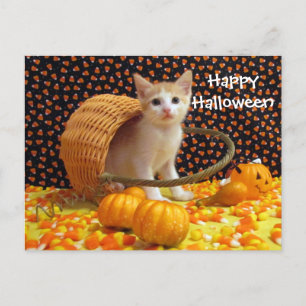 Annie's Sweet Halloween Cat / Kitten Postcard Vykort
