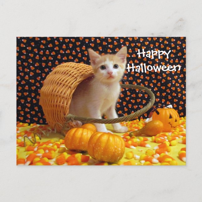 Annie's Sweet Halloween Cat / Kitten Postcard Vykort (Framsida)