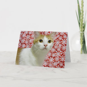 Annie's Sweet jul ( Katt / Kitten ) Helgkort
