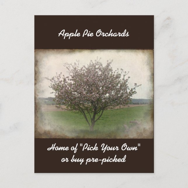 Annonsering av Apple Träd i Bloom Postcard Vykort (Framsida)