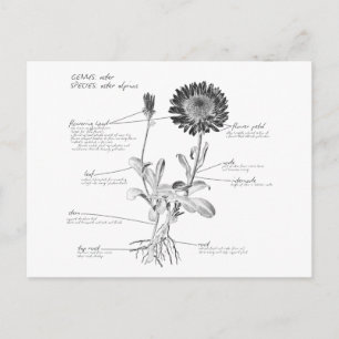 Annoterat botaniskt diagram vykort
