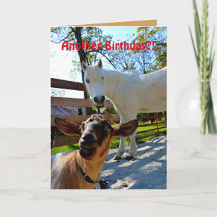 Ännu en födelsedag! Med Pony och Goat Kort