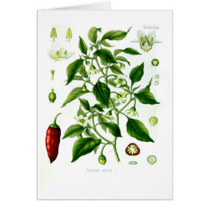 Annuum paprika (cayenne peppar) hälsningskort