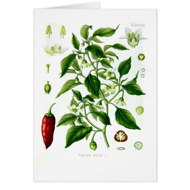 Annuum paprika (cayenne peppar) hälsningskort (Framsidan)