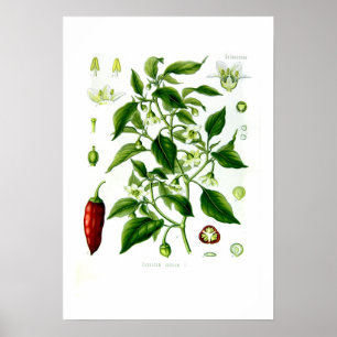 Annuum paprika poster