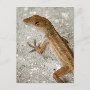 Anole #2 vykort