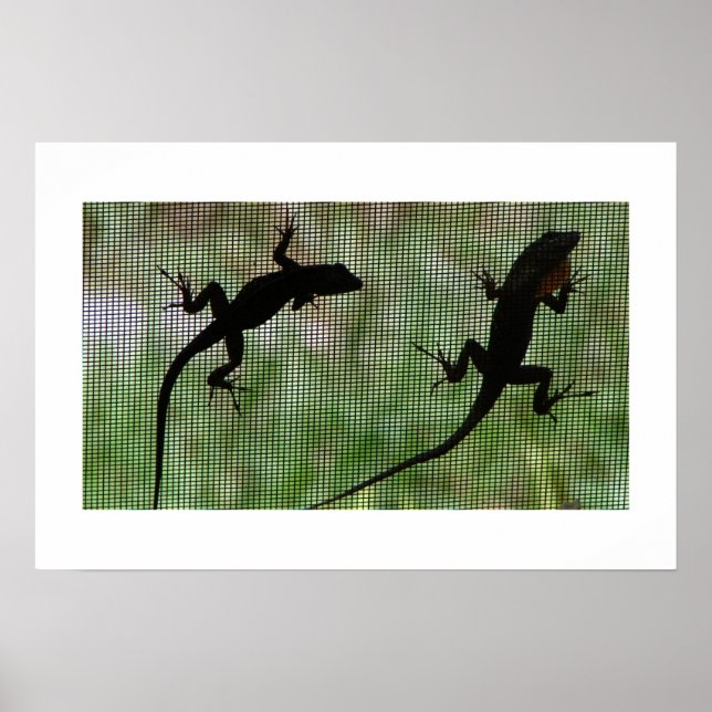 Anole Dual Poster (Framsidan)