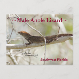 Anole lizard gren Florida Postcard Vykort