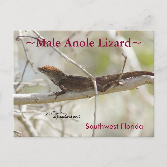 Anole lizard gren Florida Postcard Vykort (Framsida)