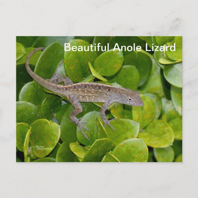 Anole Lizard i Florida Postcard Vykort (Framsida)