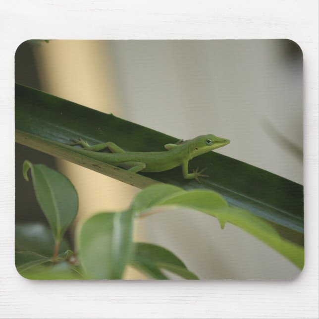 Anole Lizard Musmatta (Framsidan)