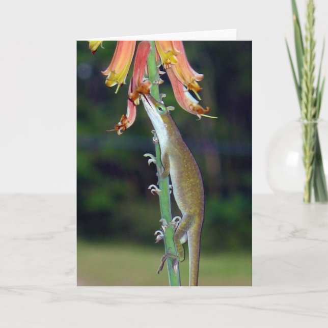 Anole som dricker Nectar från orange blommor Kort (Framsida)