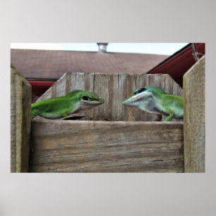 Anoles Ansikte Av Poster