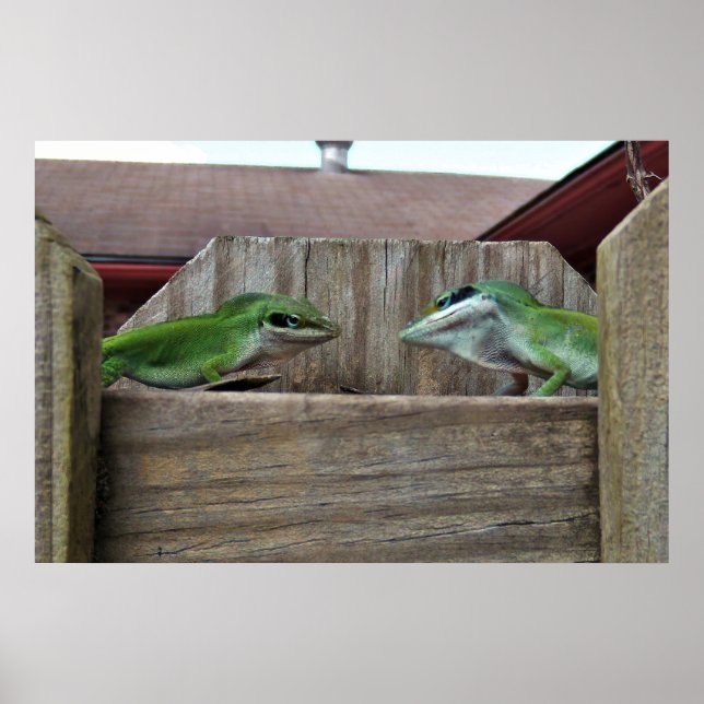 Anoles Ansikte Av Poster (Framsidan)